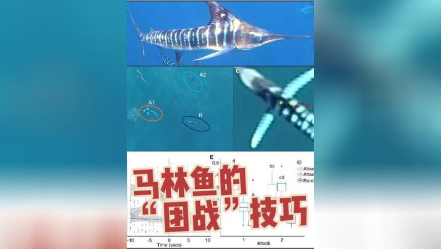 香港今晚六给彩开奖结果 今天晚上,KPL宣传片,机构预测与落实方法揭秘_GM版V5.96